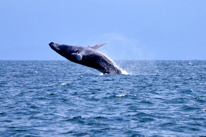 Tour with Whale Watching in Samaná, Beach and Waterfall - Photo 1 of 7